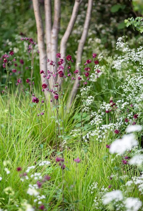 Woodland Planting Scheme, Woodland Garden Design, Sesleria Autumnalis, Sustainable Garden Design, Aquilegia Vulgaris, Naturalistic Garden, Woodland Plants, Meadow Garden, Gravel Garden