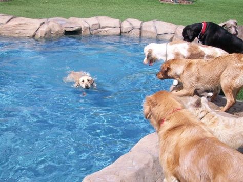 The Dog Days Of Summer!!! Dog Yard, Dog Pool, Pet Resort, Swimming Lessons, Pet Hotel, Pet Day, Day Care, Dog Daycare, Dog Kennel