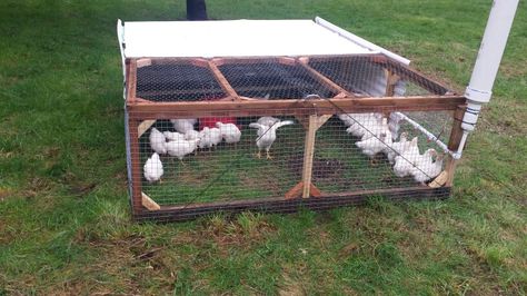 Salatin style chicken tractor that we built for our first batch of Cornish cross broiler chickens. The "stack" on the corner is the water tower where the water feeds down into drip valves for the chickens to drink. This helps keep the water clean and fresh. Cornish Cross Chickens, Easy Chicken Coop, Meat Birds, Broiler Chicken, Meat Industry, Backyard Chicken Coop Plans, Chicken Tractors, Diy Chicken Coop Plans, Chicken Tractor