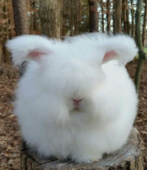 English Angora Rabbit, Angora Bunny, English Angora, Young Rabbit, Rabbit Breeds, Funny Rabbit, Kitty Baby, Rabbit Care, Angora Rabbit