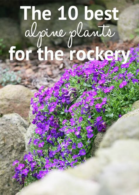 The 10 best alpine plants for the rockery. Choose these low-growing and drought-tolerant alpine plants for a rock garden full of flower colour Rockery Ideas, Rock Garden Plants, Garden Rockery, Flower Colour, Rockery Garden, Rock Garden Design, Rock Garden Ideas, Pictures Flowers, Alpine Garden