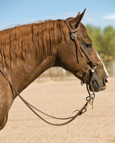 Hackamore Bridle Western, Western Hackamore, Hackamore Bridle, Bits For Horses, Horse Lifestyle, Kiger Mustang, Stunning Horses, Working Cow Horse, Equine Jewelry