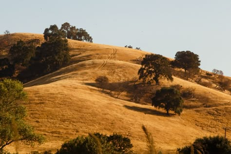 Yellow Hills, California Hills, Golden Hill, California Photos, California Landscape, Central Valley, The Ranch, Landscape Photos, Landscape Art