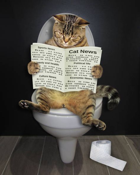 Newspaper Canvas, Toilet Art, Cat Toilet, Cat Reading, Free Art Prints, Bathroom Art, Cat Scratching, Silly Cats, Cat Pics