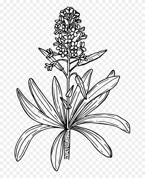 Mustard Plant, Plant Drawing, All About Plants, Pictures To Draw, Daffodils, Adult Coloring Pages, Coloring Page, To Color, Adult Coloring