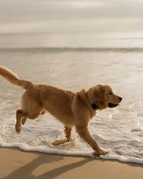 All Posts • Instagram Dog Beach Photoshoot, Dog At Beach, Dog Owner Photoshoot, Golden Retriever Beach, Telling Secrets, Family Dog Photos, Ranger Rick, Fam Photos, Photos With Dog