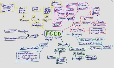 Food Leaving Cert Revision Mindmap Food Mind Map Art, Food Mind Map, Halloween Spider Craft, Creative Mind Map, Mind Map Art, Leaving Cert, Spider Craft, Food Project, Spider Crafts