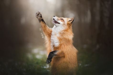 https://flic.kr/p/QDpL81 | Paw Up! Fuchs Baby, Fantastic Fox, Regnul Animal, Fox Pictures, Wallpapers Android, Pet Fox, Wallpapers Images, Wild Dogs, Cute Fox