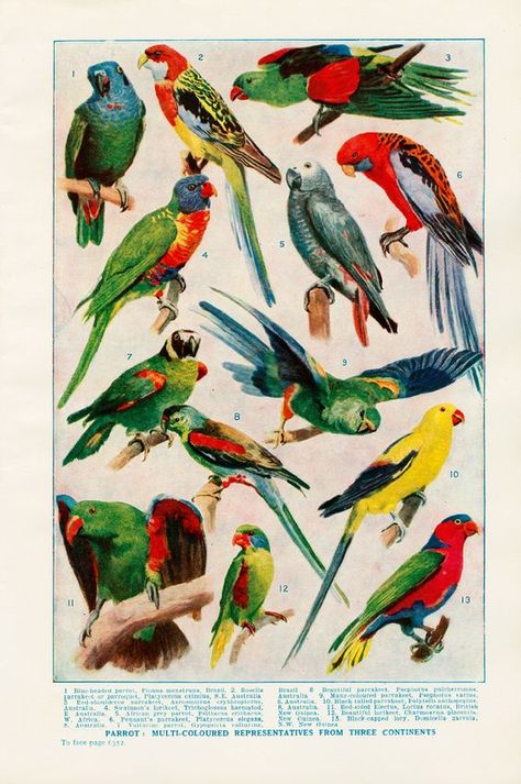 Parrot poster: Names Of Birds, African Lovebirds, Parrot Stand, Parrot Pet, Pastel Poster, Bird Poster, Australian Birds, Bird Pictures, Tropical Birds