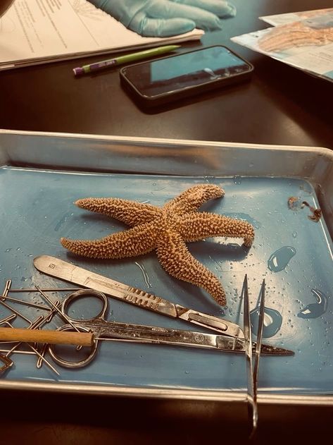 Hawaii Marine Biology, Aesthetic Marine Biology, Marine Biology Student Aesthetic, Marine Science Aesthetic, Marine Biology Lab, Marine Biology Major, Marine Biologist Career, Biological Oceanography, Marine Biologist Aesthetic