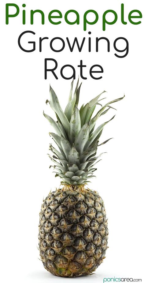 How Long Does It Take to Grow a Pineapple Grow A Pineapple, Florida Trees, Growing Pineapple, Pineapple Planting, Veg Garden, Fruit Plants, The Plant, The Question, To Grow