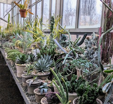 The Succulents in My Greenhouse - The Martha Stewart Blog Planting In Clay, Hanging Plants Indoor, Blue Agave, Growing Succulents, Martha Stewart Living, Succulent Pots, Growing Plants, Green Bead, Martha Stewart