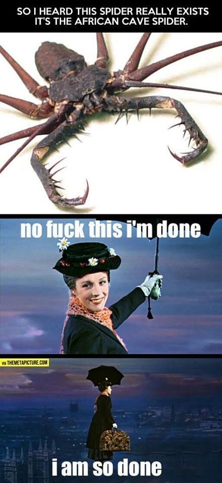 Wait for me! Nope Spider, Creepy Spider, Mary Poppins, Laughing So Hard, Bones Funny, Funny Photos, Funny Images, Really Funny, Crab