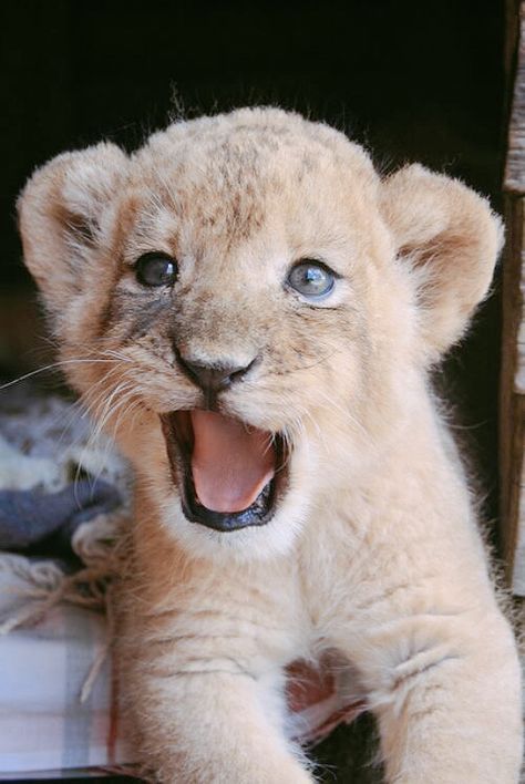 Cute Small Animals, Interesting Animals, Cute Lion, Lion Cub, Baby Lion, Cute Wild Animals, Cute Animal Photos, Cute Animal Pictures, Sweet Animals