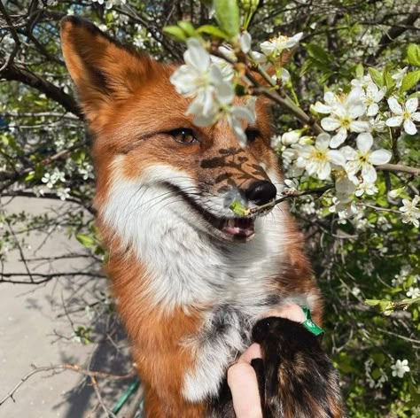 Fox Stretching, Fox Matching Pfp, Red Fox Aesthetic, Pictures Of Foxes, Fox Pretty, Fox Pfp, Silly Fox, Flora And Fauna Art, Fox Forest