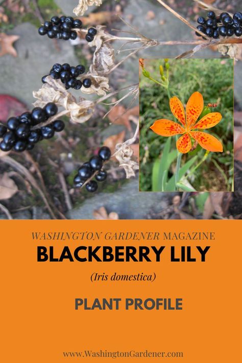 The common name Blackberry Lily comes from its beautiful seed heads that resemble a shiny blackberry fruit. These are quite attractive left up in the garden in the winter and used in dried floral arrangements... see more at the full plant profile linked here: https://washingtongardener.blogspot.com/2022/08/blackberry-lily-plant-profile.html Blackberry Lily Plants, Blackberry Lilies, Blackberry Flower, Blackberry Lily, Blackberry Fruit, Dried Floral Arrangements, Lily Seeds, Lily Plant, Garden Rocks