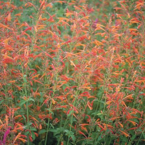 Orange Hummingbird, Hummingbird Mint, Xeriscape Garden, Colorado Landscaping, High Country Gardens, Front Yard Plants, Low Water Gardening, Oakleaf Hydrangea, Country Gardens