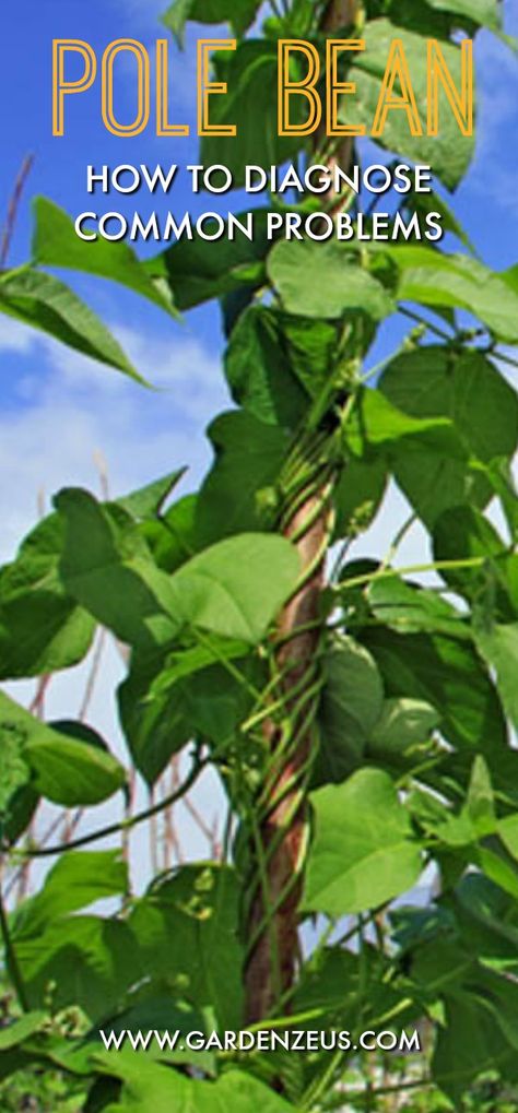 How to diagnose common problems with pole bean #gardening #bean Garden Companion Planting, Dig Gardens, Drought Resistant Plants, Organic Pesticide, Planting Tips, Sustainable Gardening, Vertical Vegetable Garden, Bean Plant, Pole Beans