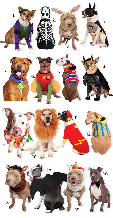 30+ Cute Halloween Costumes for Pitbulls - Halloween costume ideas for dogs in Pitbull-friendly sizes #halloweendog #pitbull Halloween Costumes For Pitbulls, Pitbull Halloween Costumes Dog, Dog Superhero Costume, Pitbull Dog Costume, Pit Bull Halloween Costumes, Cute Halloween Costumes For Dogs, Pitbull Costume, Pitbull Halloween Costumes, Halloween Costumes Pretty