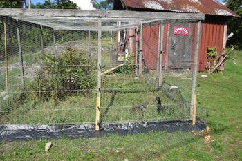 Fox proofing blog Fox Proof Fence, Chicken Coop Designs, Chicken Coop, Fencing, Coop, Ducks, Last Night, Fence, Fox