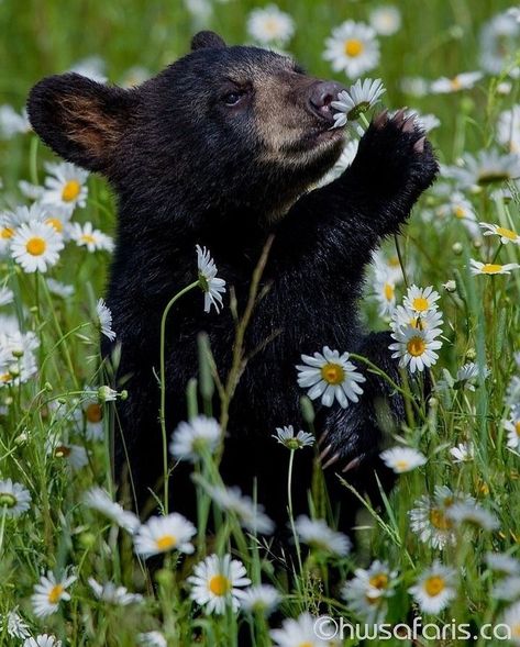 Baby Black Bear, Black Bear Cub, Animals Tattoo, Tattoo Nature, Black Bears, Bear Animal, Nature Wallpapers, Bear Pictures, Bear Cubs