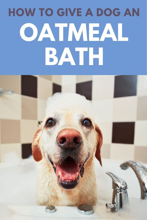 Dog Oatmeal Bath Diy, Dog Bath For Itchy Skin, Soothing Bath For Itchy Dog, Oat Bath For Dogs, Homemade Oatmeal Bath For Dogs, Diy Oatmeal Bath For Dogs, Oatmeal Bath For Dogs, Oatmeal For Dogs, Oatmeal Shampoo For Dogs