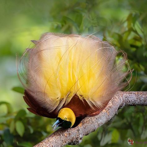 Greater Bird Of Paradise, Kinds Of Birds, Bird Of Paradise, Birds Of Paradise, Beautiful World, Fish Pet, Paradise, Birds, Animals