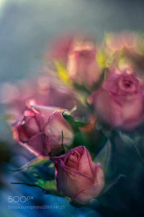 Raindrops And Roses, Rose Flower Wallpaper, Focus Photography, My Favourite Things, Radha Rani, Beautiful Flowers Wallpapers, Soft Focus, Vintage Poster Art, Green Nature