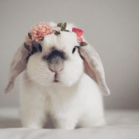 Rabbit Photoshoot, Bunny Photoshoot, Beautiful Rabbit, Cute Bunny Pictures, Interesting Animals, Bunny Pictures, Pet Bunny, Cadeau Photo