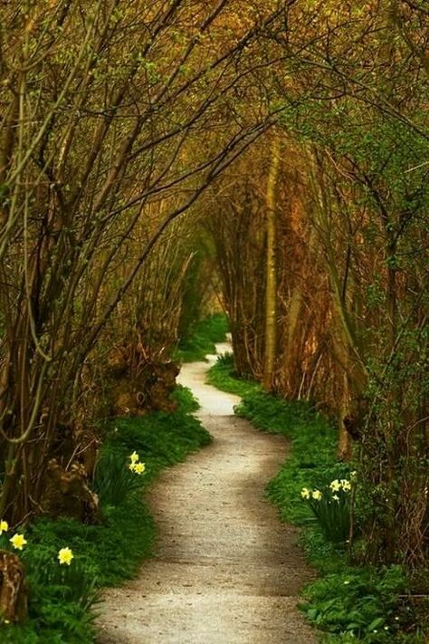 Beautiful pathway Faerie Forest, Graveyard Book, Tree Tunnel, Amazing Homes, The Road Less Traveled, Road Less Traveled, Dirt Road, Places And Spaces, Beautiful Tree