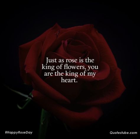 Rose Day Shayari, Happy Rose Day, Rose Quotes, Rose Day, Always Thinking Of You, Sweet Love Quotes, Quotes Of The Day, One Rose, Thinking Quotes