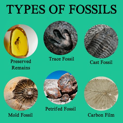 Section 1: Fossils | Nitty Gritty Science Types Of Fossils, History Of Life On Earth, Ground Sloth, Marine Organism, Theory Of Evolution, Early Humans, Sedimentary Rocks, Nitty Gritty, Extinct Animals