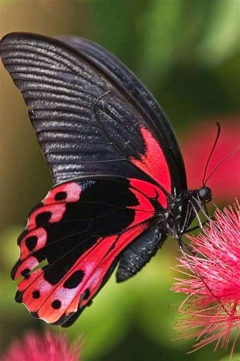 Cute Red Butterfly Wallpapers - Top Free Cute Red Photo Papillon, Ed Wallpaper, Most Beautiful Butterfly, Beautiful Butterfly Pictures, Dainty Butterfly, Beautiful Butterfly Photography, Butterfly Mobile, Butterfly Art Painting, Beautiful Butterflies Art