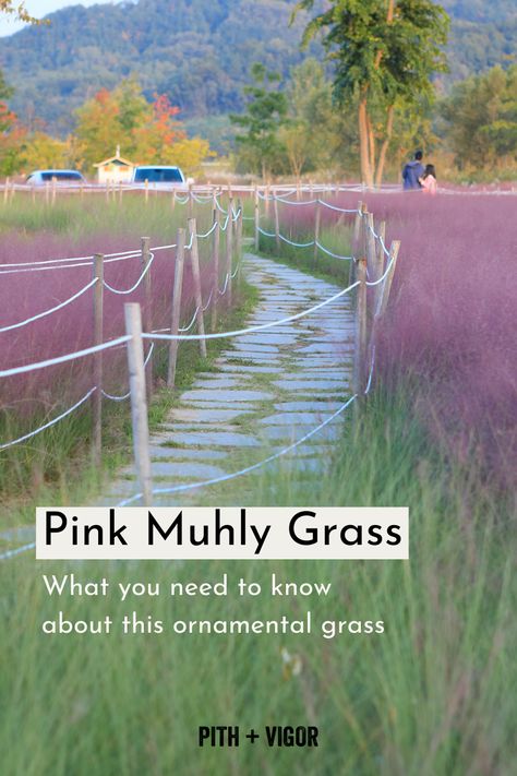 Add a touch of ethereal beauty to your garden with Pink Muhly Grass. This ornamental grass features fluffy pink plumes that sway gracefully in the breeze, creating a mesmerizing display. With its compact size and low maintenance needs, it's perfect for small gardens or containers. Create a captivating landscape with Pink Muhly Grass and let its delicate beauty elevate the charm of your outdoor space! Muhly Grass Pink, Pink Muhly Grass Ideas, Pink Muhly Grass Landscapes, Muhly Grass Landscaping, Muhlenbergia Capillaris, Pink Muhly, Ginkgo Biloba Tree, New England Garden, Pink Perennials