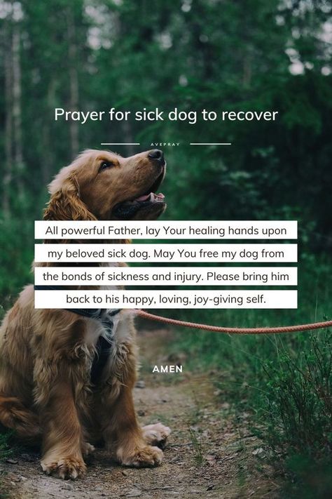 All powerful Father, lay Your healing hands upon my beloved sick dog. May You free my dog from the bonds of sickness and injury. Please bring him back to his happy, loving, joy-giving self. Amen. Dog Prayers Sick, When Your Dog Is Sick Quotes, Dog Healing Quotes, Sick Dog Quotes, Prayer For Sick Dog, Dog Whining, Sick Quotes, My Pet Dog, Psalm 143