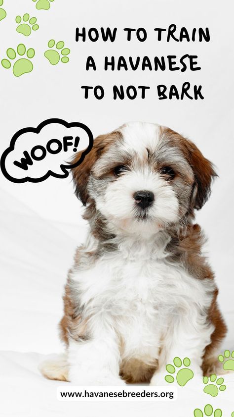 How to Train a Havanese to Not Bark - Havanese Dog and Puppy Trainings Cute Dog Mixes, Havanese Breeders, Havanese Haircuts, Puppy Training Guide, Havanese Grooming, Havanese Puppies For Sale, Show Dogs, Puppy Room, Havanese Dog