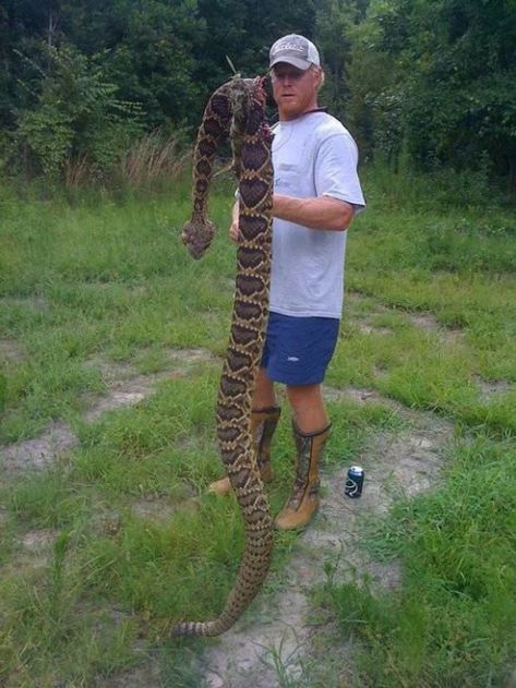 Snake Proof Boots, Texas Snakes, Texas Rattlesnake, Snake Photos, Rattle Snake, Only In Texas, Snake Venom, Loving Texas, Texas Girl