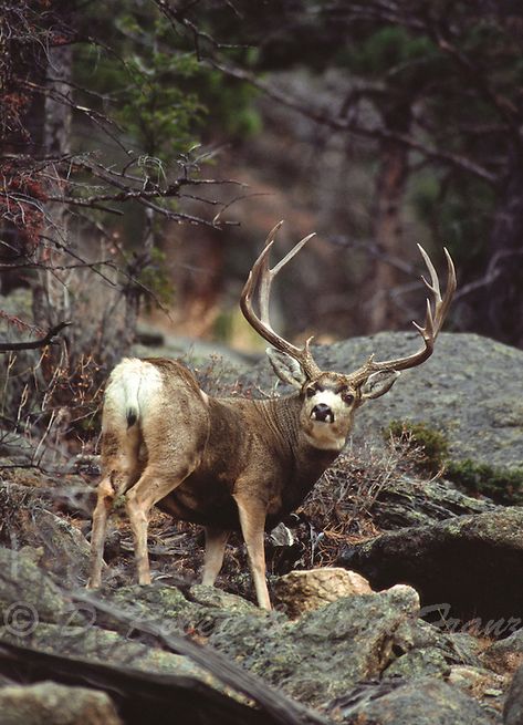 Elk Pictures, Bull Pictures, Mule Deer Hunting, Mule Deer Buck, Big Deer, Hunting Pictures, North American Wildlife, Deer Photos, Bull Moose