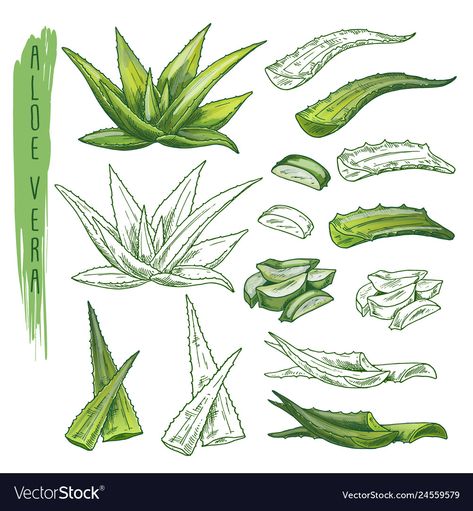 Aloe Plant Drawing, Aloe Vera Plant Drawing, Aloe Illustration, Aloe Vera Illustration, Aloe Vera Tattoo, Flora Vector, Skincare Lotion, Medical Plants, Plant Sketches