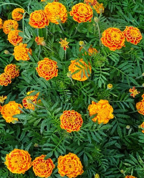 French Marigold Flower, Juliette Tattoo, Mosquito Repellent Plants, Orange Marigolds, Dye Garden, Summer Planting, Marigold Seeds, French Marigold, Calendula Flowers