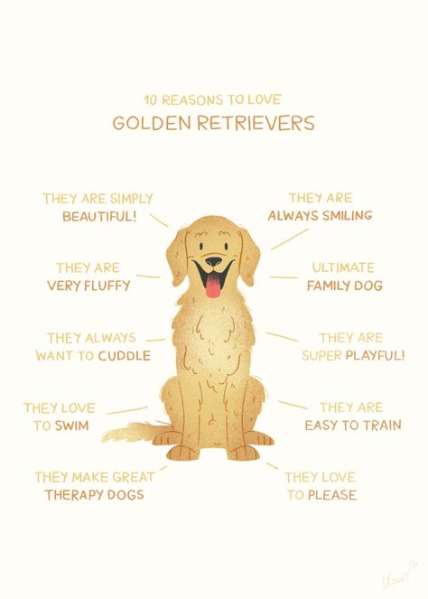 Golden Retriever Tips, Funny Golden Retrievers, Therapy Dog, Golden Retriever Funny, Golden Retriever Mix, Golden Retrievers, Golden Retriever Puppy, Retriever Puppy, Retriever Dog