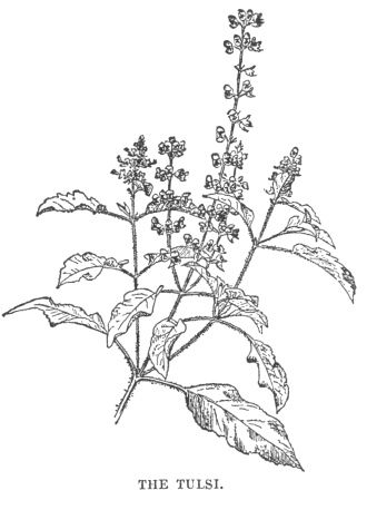 Tulsi Tulsi Drawing, Tulsi Tattoo, Tulsi Wallpaper, Tulsi Plant Drawing, Tulsi Illustration, Tulsi Painting, Tulsi Plant Photography, Thulasi Plant, Tulsi Plant