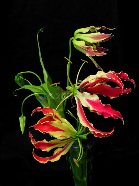 Gloriosa Superba. Or Glory Lily are very unusual red flowers that look like flam , #spon, #Lily, #unusual, #red, #Gloriosa, #Superba #ad Gloriosa Superba, Glory Lily, Gloriosa Lily, Fire Lily, Bloom Flowers, Watercolor Tattoo Flower, Lily Garden, Lily Plants, Flower Plants