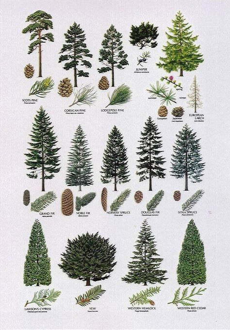 (20+) Facebook Tree Identification, Evergreen Plants, Fir Tree, Artificial Tree, Name Day, House Ideas, Christmas Tree, Plants, Christmas