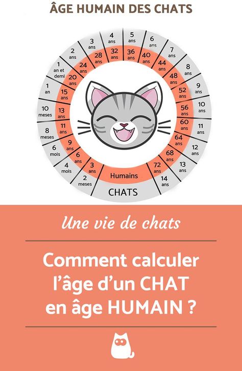 Vous voulez savoir quel est l'âge de votre chat en âge humain ?  On vous explique comment le calculer !  #Animaux #ÂgeChat #Chat #ChatAgeHumain #CalculerAgeChatEnAgeHumain Kids Fun Facts, Fun Movie Facts, Age Chat, Fun Facts About Love, Fun Facts Mind Blown, Fun Facts For Kids, Fun Facts About Animals, Wild Animals Photos, Disney Fun Facts