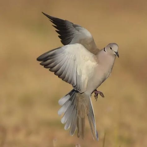 Eurasian Collared Dove - Facts, Diet, Habitat & Pictures on Animalia.bio Eurasian Collared Dove, Diurnal Animals, Oviparous Animals, Common Birds, American Continent, Female Names, Urban Garden, Mammals, Birds