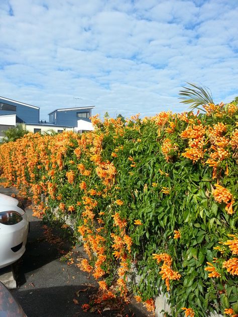 orange honeysuckle will tolerate cold to -30 Landscaping Walls, Orange Honeysuckle, Honeysuckle Vines, Honeysuckle Plant, Cottage Bedrooms, Honeysuckle Vine, Dream Patio, Garden Vines, Best Plants