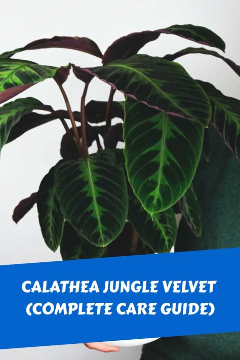 Discover the beauty of the Calathea Warscewiczii, commonly referred to as Calathea Jungle Velvet. This exquisite tropical plant is perfect for indoor spaces, adding a touch of elegance to your home or office. Find out the best tips and tricks on how to maintain its lush greenery and ensure it flourishes in its environment. Embrace nature's beauty with this mesmerizing plant and create a vibrant atmosphere within your living space. Calathea Warscewiczii, Velvet Plant, Calathea Plant, Green Veins, Insecticidal Soap, Embrace Nature, Light Water, Unique Plants, Lush Greenery