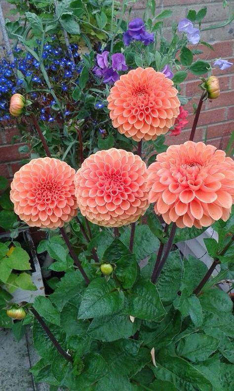 Dahlia Sylvia, Pom Pom Dahlia, Dalia Flower, Butterfly Garden Plants, Dahlia Bouquet, Very Beautiful Flowers, Dahlias Garden, Unusual Flowers, Flower Therapy