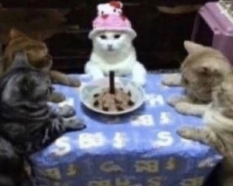 Cats Sitting, Crush Memes, Image Chat, Söt Katt, Birthday Hat, Disney Memes, Cat Birthday, Cat Aesthetic